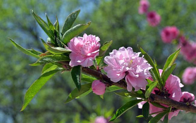 花旗预计第二季度油价86美元_花旗上调